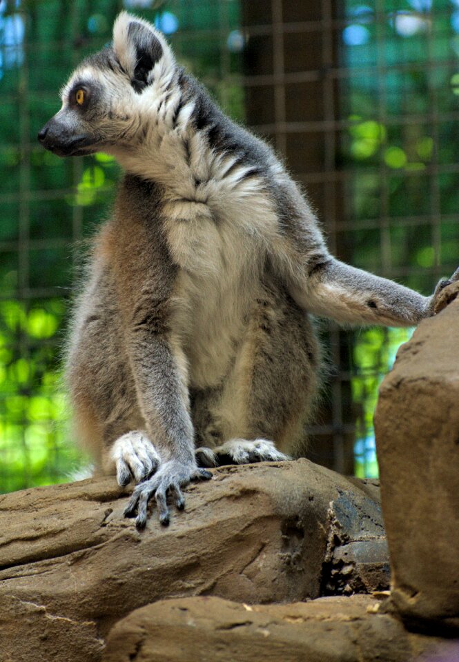 Wildlife mammal primate