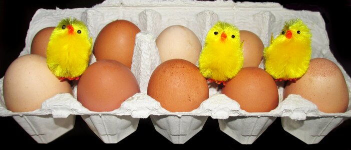 Chickens poultry healthy