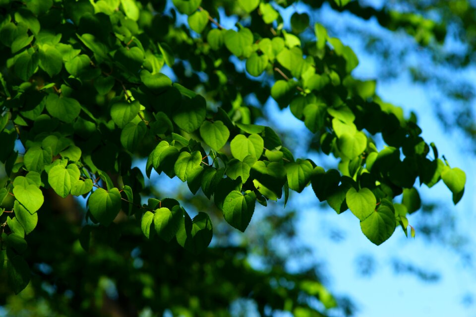 Plant early summer green