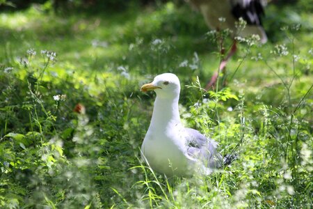 Bird white summer