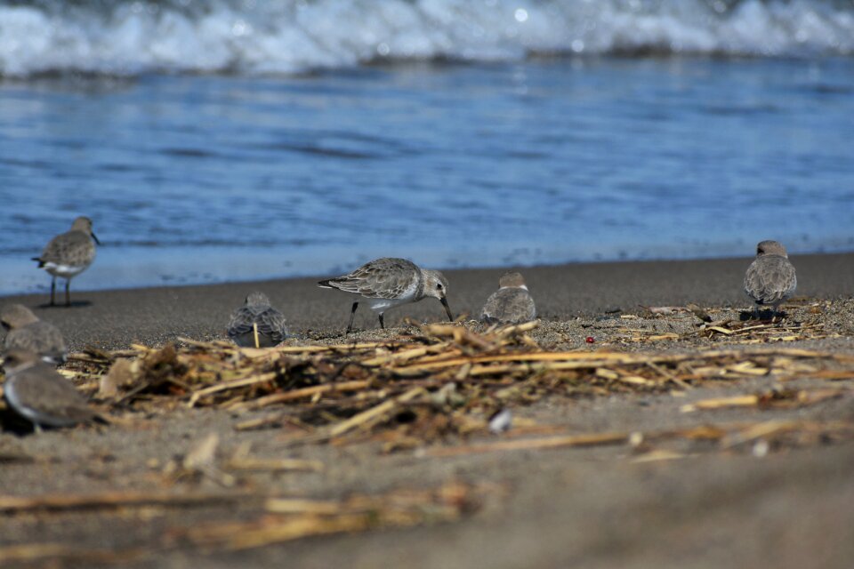 Wave bird wild birds
