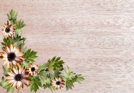 Daisies decorative wood grain