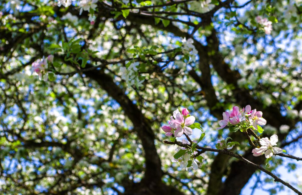 Plant apple tree apple blossom