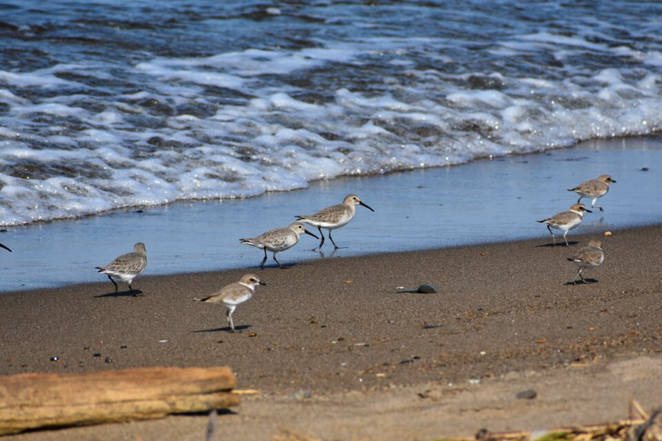 Wave bird wild birds