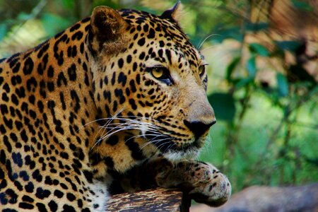 Predator view jungle