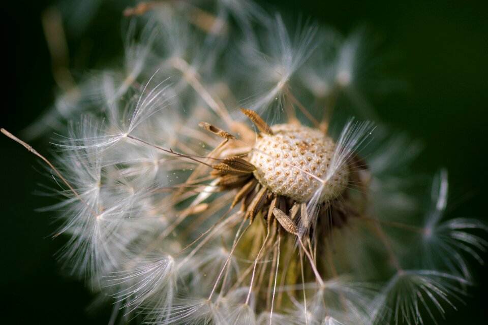 Dandelion seeds growth