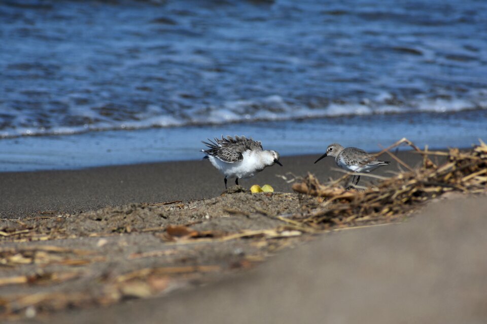 Wave bird wild birds
