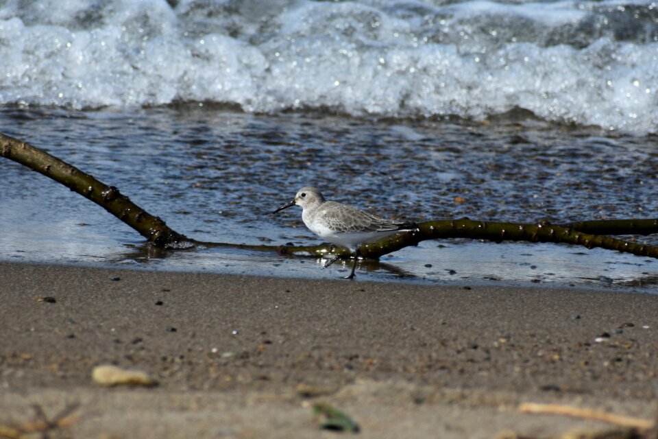 Wave bird wild birds