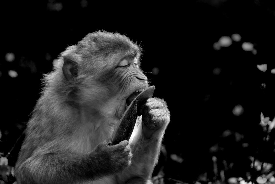 Monkey mountain salem animal wild animal
