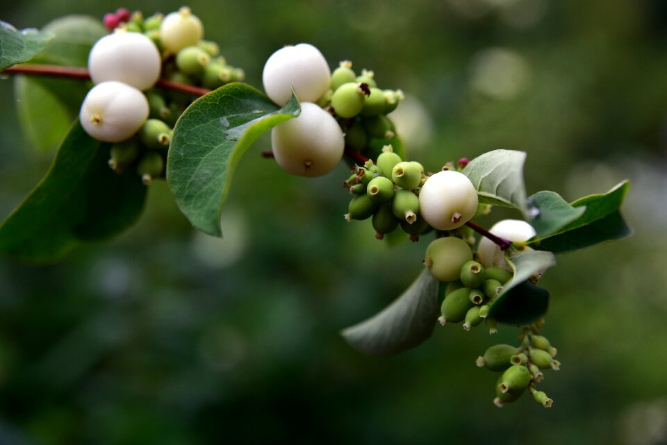 Knallerbse berry white