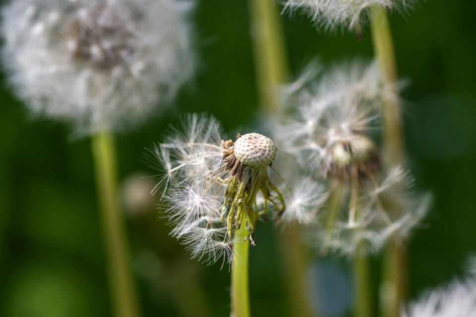 Plant seeds summer