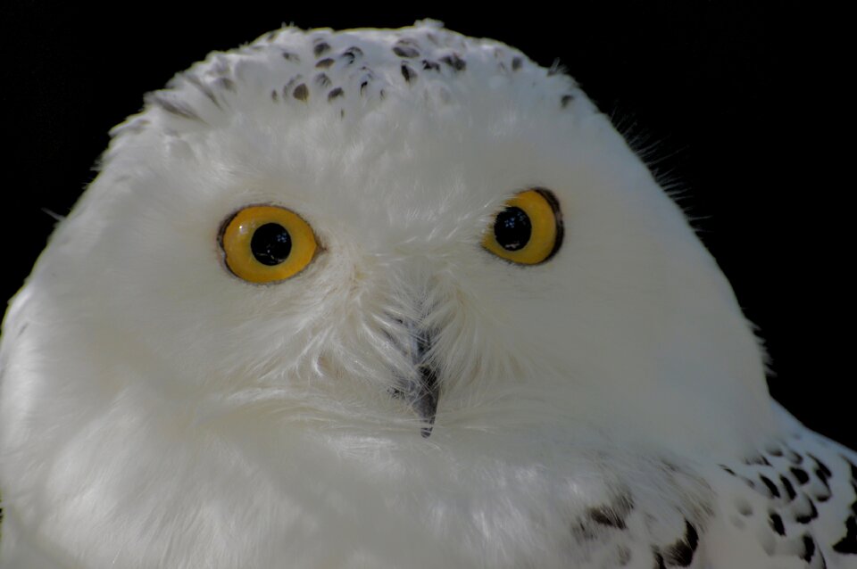 Animal world bill eyes
