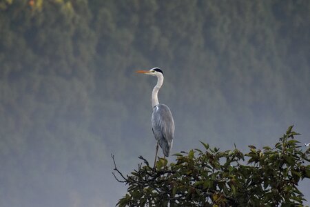 Forest waterside bird