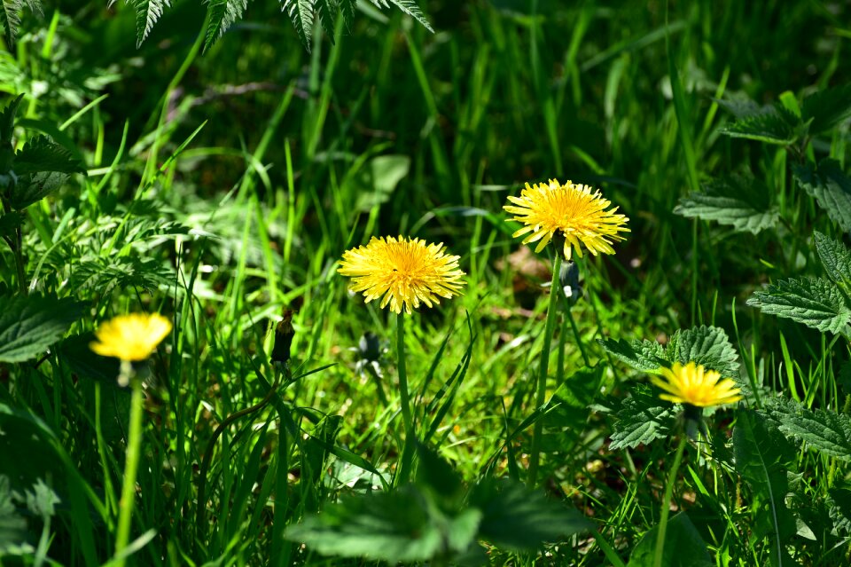 Grass flower dandelion photo