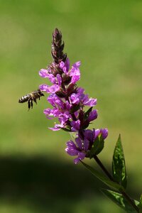 Flowers leaves green bee