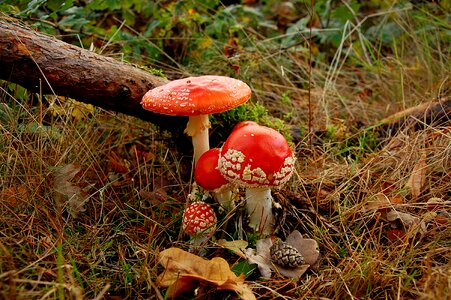 Toxic forest autumn photo