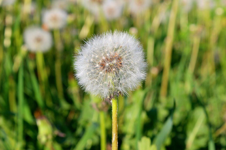 Grass summer flower