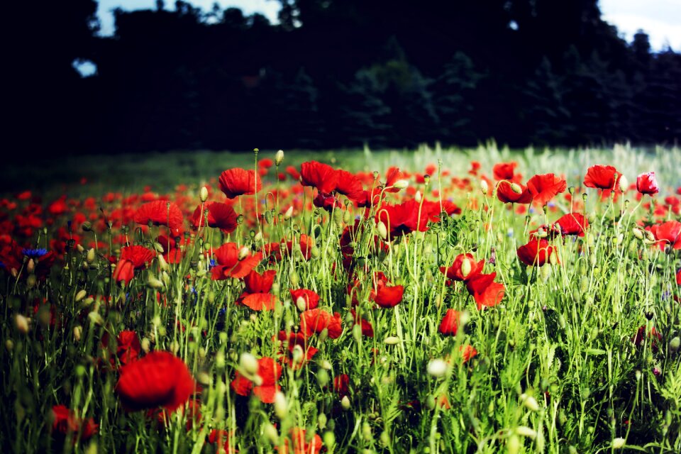 Plant red flower