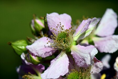 Bromber flowering spring pollen