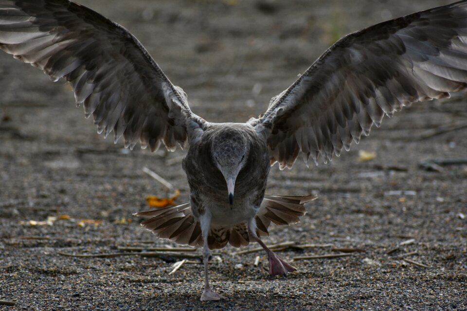 Bird wild birds seabird