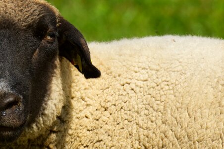 Meadow wool graze