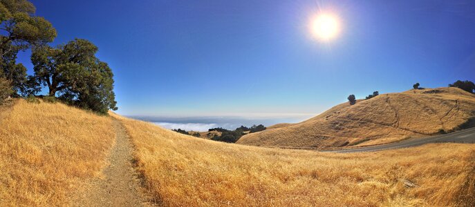Tamalpais grass yellow