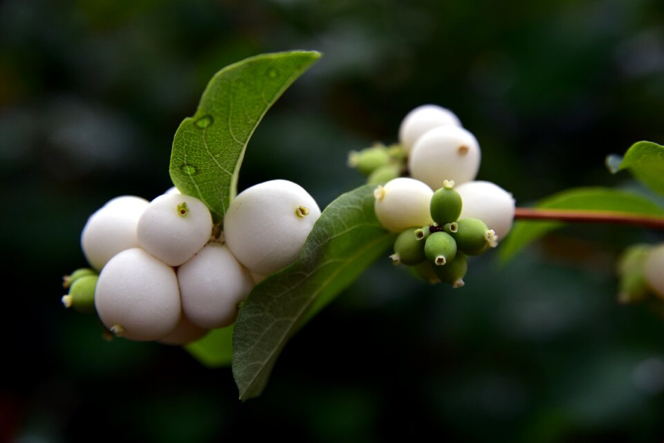 Knallerbse berry white