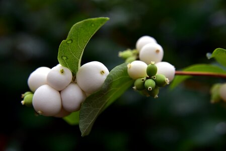 Knallerbse berry white
