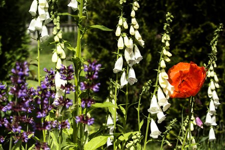 Flowerbed colors red