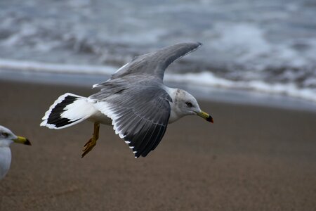 Wave bird wild birds