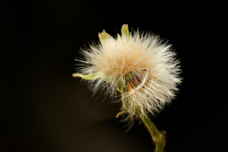 Flower nature bloom