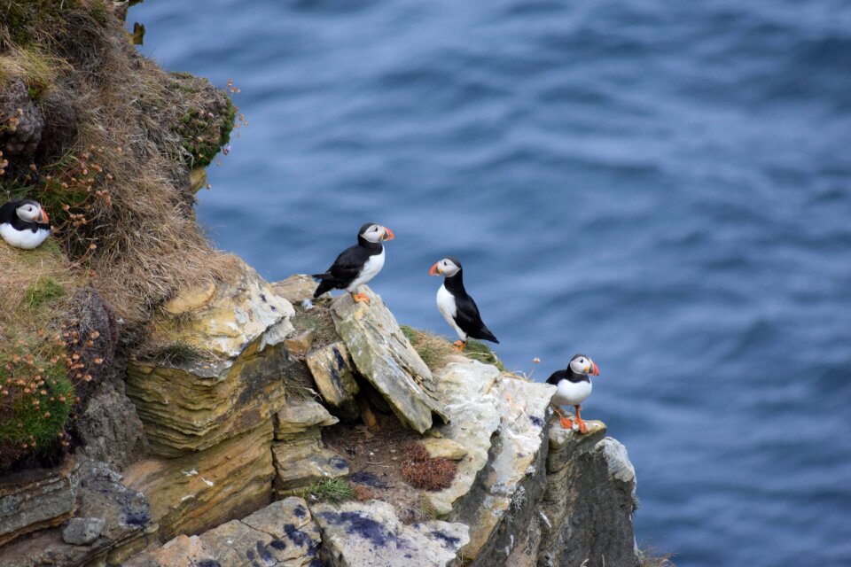 Wildlife cliff colorful
