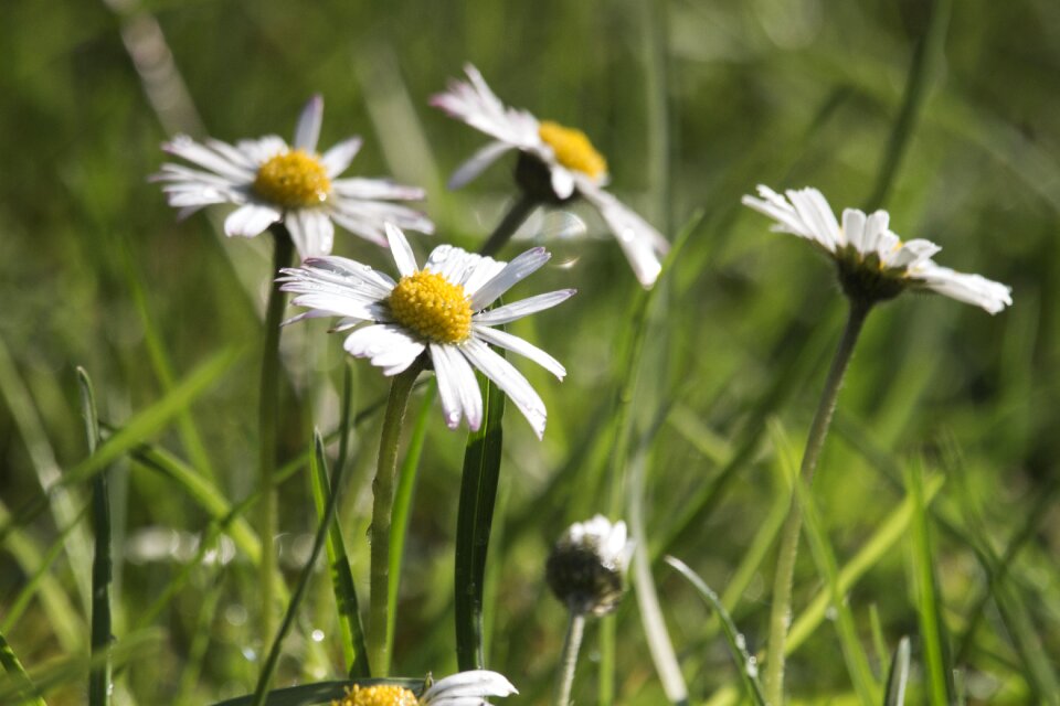 Summer figure flowers