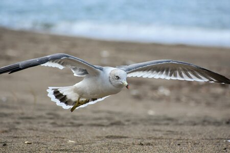 Wave bird wild birds