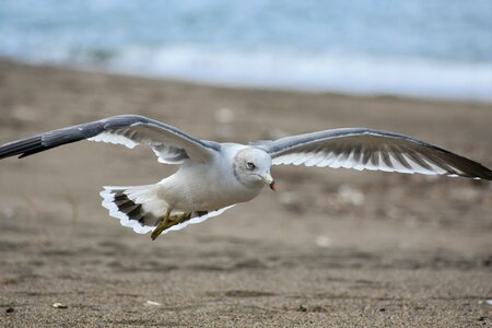 Wave bird wild birds photo