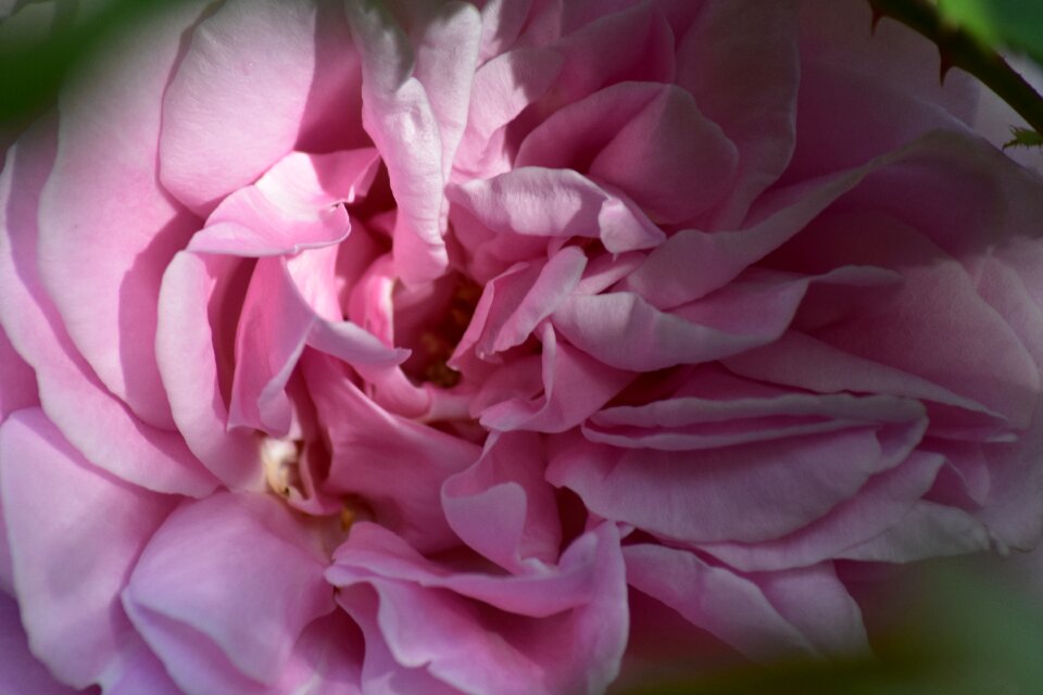 Floral blossom spring