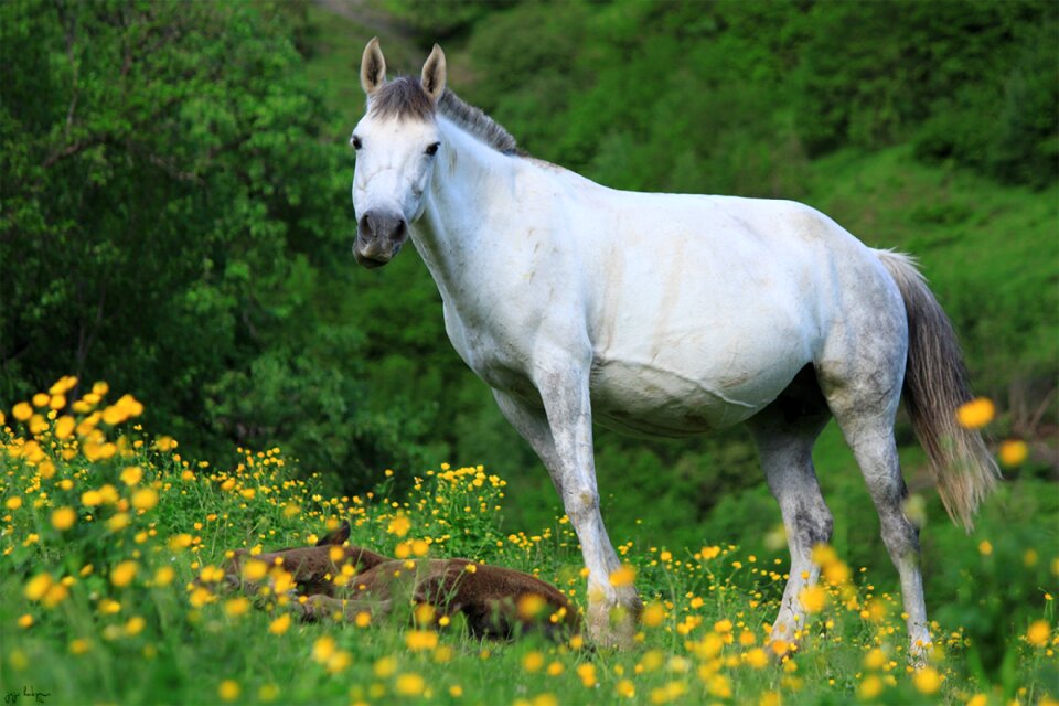 Horse animal nature