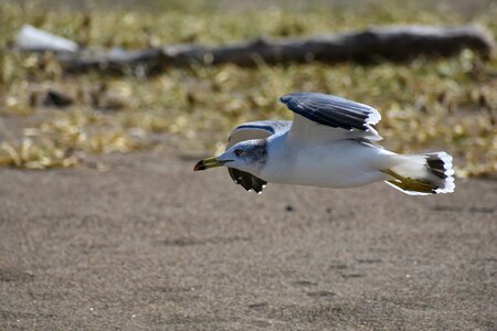 Bird wild birds seabird photo