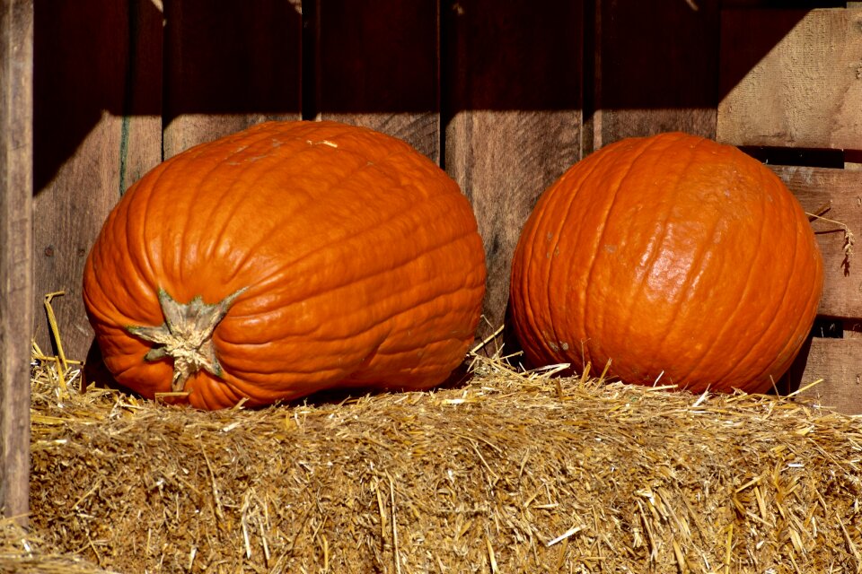 Halloween harvest decoration