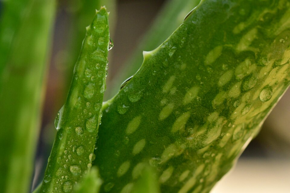 Garden dew potted