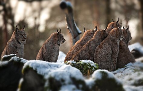 Winter wood animal