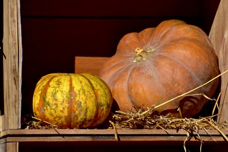 Halloween harvest decoration photo