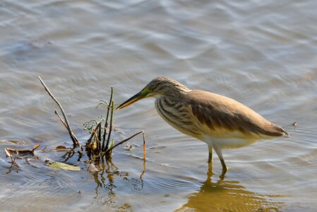 Water plan squacco heron bird