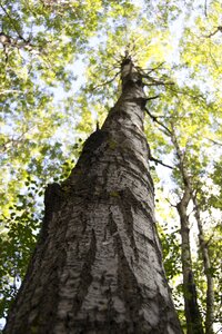 Forest wood trees photo