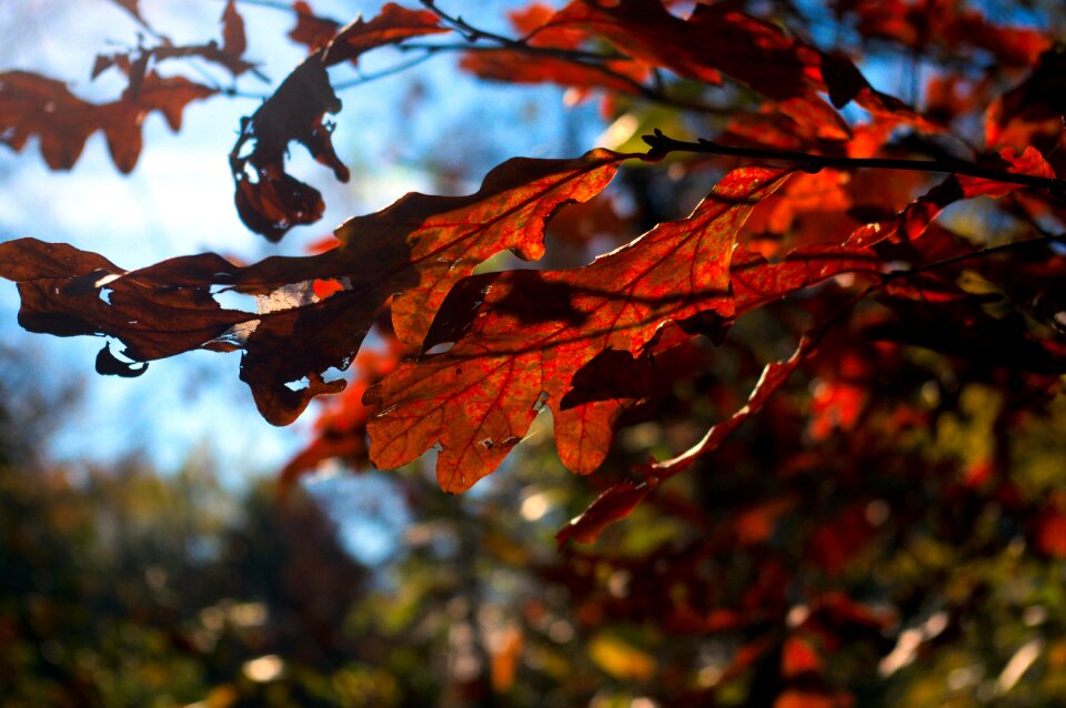 Color colorful nature