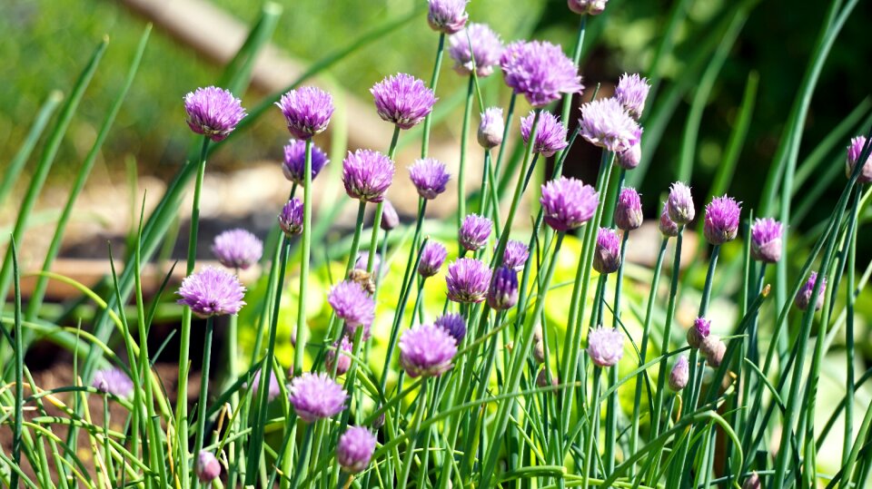 Flower nature field photo