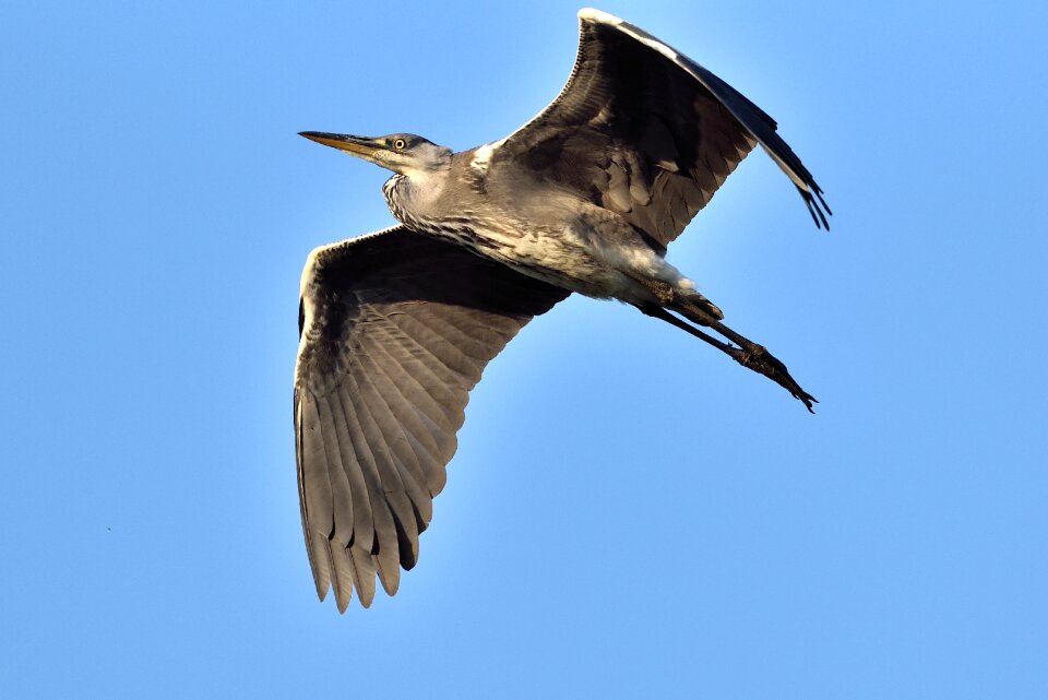 Heron blue sky feathers