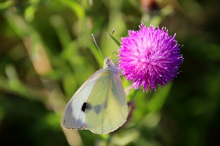 Bug thistle summer
