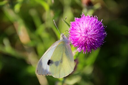 Bug thistle summer photo