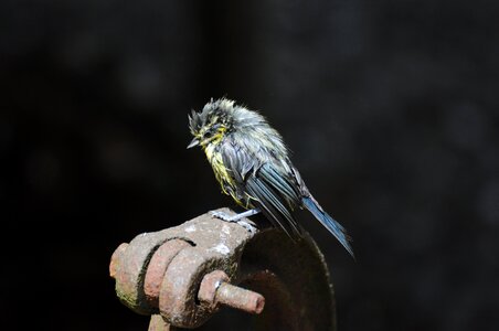 Bird bath songbird small bird